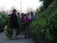Inspectorii silvici, cu ochii pe brazii de Craciun