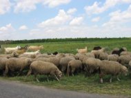 Contributia statului la creditele agricultorilor