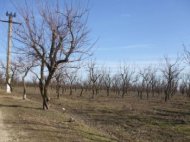 Sprijin financiar pentru inghetul din pomicultura