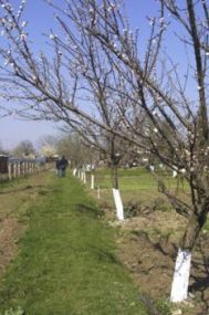 Investitii in agricultura ecologica