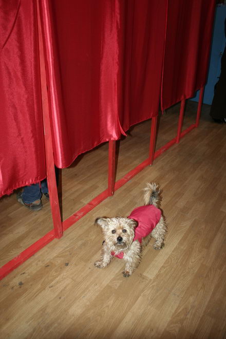 fotoreportaj alegeri parlamentare 2008 245481 fotoreportaj alegeri parlamentare 2008 245481