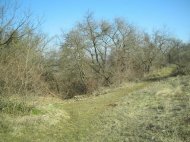 PADUREA FANTANITA MURFATLAR