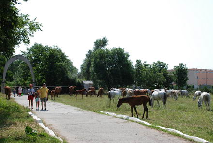 nu poti sa strigi la turist fereste ca trece caruta galerie foto 251197 nu poti sa strigi la turist fereste ca trece caruta galerie foto 251197
