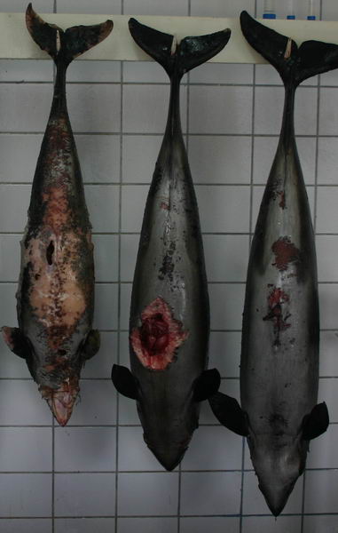 sapte delfini morti in sudul litoralului galerie foto 253114 sapte delfini morti in sudul litoralului galerie foto 253114