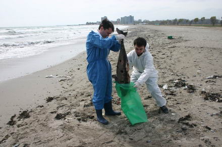 sapte delfini morti in sudul litoralului galerie foto 253114 sapte delfini morti in sudul litoralului galerie foto 253114