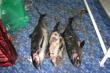 sapte delfini morti in sudul litoralului galerie foto 253114 sapte delfini morti in sudul litoralului galerie foto 253114