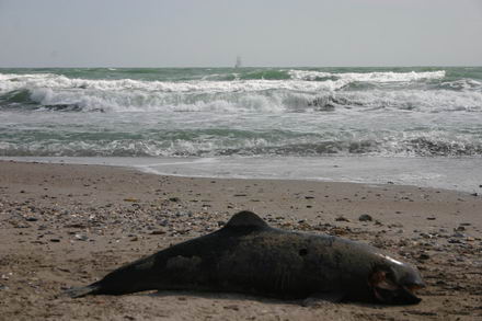 sapte delfini morti in sudul litoralului galerie foto 253114 sapte delfini morti in sudul litoralului galerie foto 253114