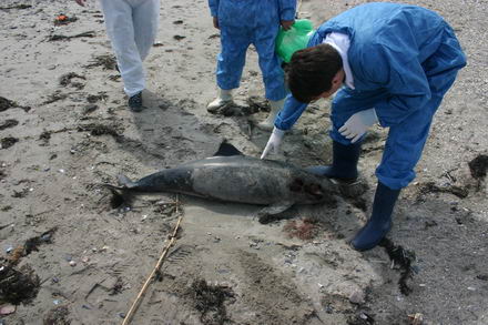 sapte delfini morti in sudul litoralului galerie foto 253114 sapte delfini morti in sudul litoralului galerie foto 253114