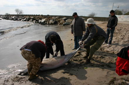 sapte delfini morti in sudul litoralului galerie foto 253114 sapte delfini morti in sudul litoralului galerie foto 253114