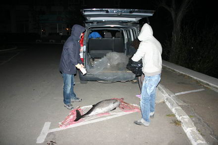 sapte delfini morti in sudul litoralului galerie foto 253114 sapte delfini morti in sudul litoralului galerie foto 253114