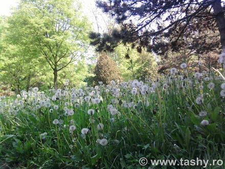 cel mai bun administrator de parcuri este natura galerie foto 254519 cel mai bun administrator de parcuri este natura galerie foto 254519