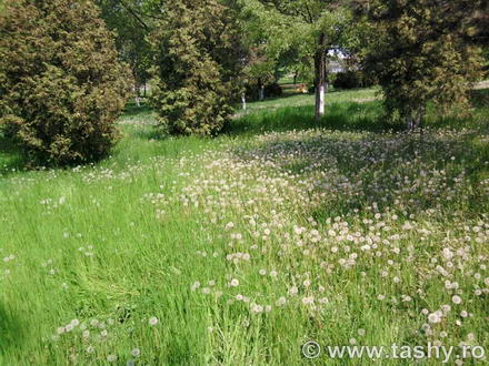 cel mai bun administrator de parcuri este natura galerie foto 254519 cel mai bun administrator de parcuri este natura galerie foto 254519