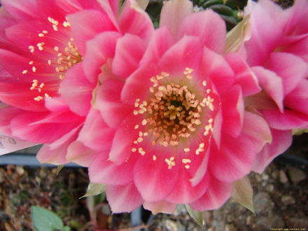 expozitie de cactusi in portul turistic mangalia galerie foto 254932 expozitie de cactusi in portul turistic mangalia galerie foto 254932