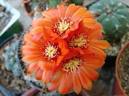 expozitie de cactusi in portul turistic mangalia galerie foto 254932 expozitie de cactusi in portul turistic mangalia galerie foto 254932