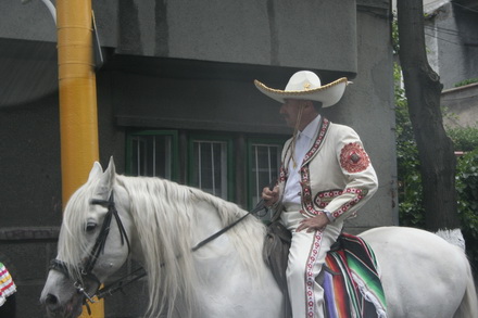 cai si camile pe bulevardele constantei galerie foto 21268 257052 cai si camile pe bulevardele constantei galerie foto 21268 257052