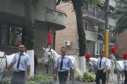 cai si camile pe bulevardele constantei galerie foto 21268 257052 cai si camile pe bulevardele constantei galerie foto 21268 257052