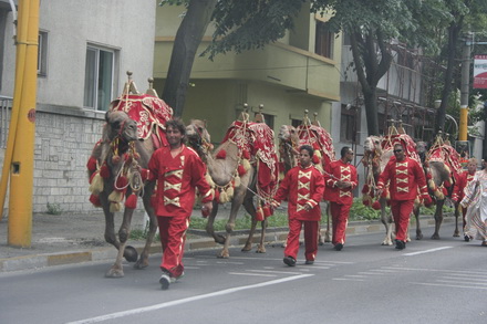 cai si camile pe bulevardele constantei galerie foto 21268 257052 cai si camile pe bulevardele constantei galerie foto 21268 257052