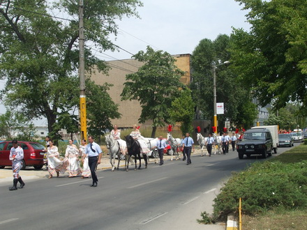 cai si camile pe bulevardele constantei galerie foto 21268 257052 cai si camile pe bulevardele constantei galerie foto 21268 257052