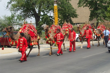 cai si camile pe bulevardele constantei galerie foto 21268 257052 cai si camile pe bulevardele constantei galerie foto 21268 257052