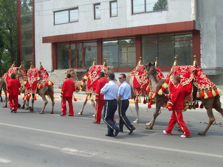 cai si camile pe bulevardele constantei galerie foto 21268 257052 cai si camile pe bulevardele constantei galerie foto 21268 257052