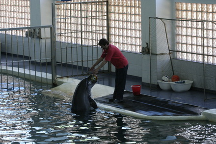 delfinariu_delfinul_marc_01.jpg