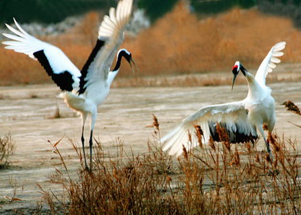 galerie foto sase decenii de la fondarea republicii populare chineze 20011 262911 galerie foto sase decenii de la fondarea republicii populare chineze 20011 262911