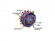 AH1N1 devine tot mai rezistent