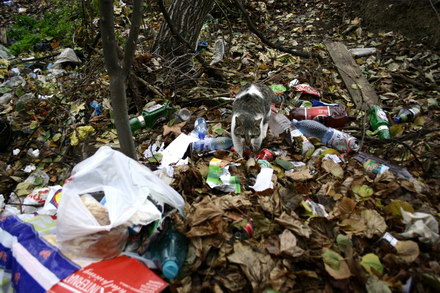 groapa de gunoi din strada zefirului poarta 6 galerie foto 36718 269041 groapa de gunoi din strada zefirului poarta 6 galerie foto 36718 269041