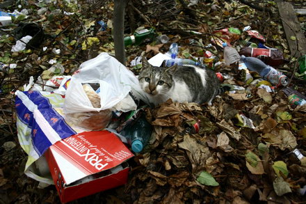 groapa de gunoi din strada zefirului poarta 6 galerie foto 36718 269041 groapa de gunoi din strada zefirului poarta 6 galerie foto 36718 269041