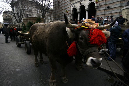 boboteaza a adus la arhiepiscopie mii de constanteni galerie foto 33024 270928 boboteaza a adus la arhiepiscopie mii de constanteni galerie foto 33024 270928