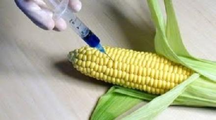 corn.jpg