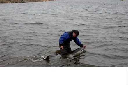 au salvat un delfin galerie foto 31119 277391 au salvat un delfin galerie foto 31119 277391