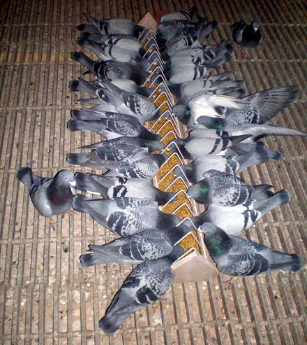 prin infiintarea federatiei romane de sport columbofil cursele de porumbei au devenit disciplina sportiva prin infiintarea federatiei romane de sport columbofil cursele de porumbei au devenit disciplina sportiva