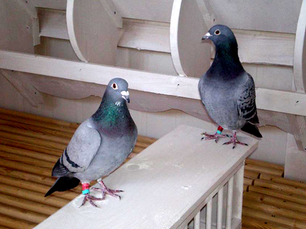 prin infiintarea federatiei romane de sport columbofil cursele de porumbei au devenit disciplina sportiva prin infiintarea federatiei romane de sport columbofil cursele de porumbei au devenit disciplina sportiva