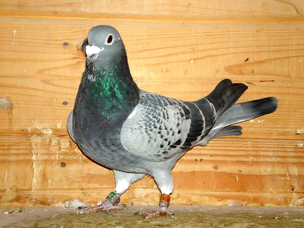 prin infiintarea federatiei romane de sport columbofil cursele de porumbei au devenit disciplina sportiva prin infiintarea federatiei romane de sport columbofil cursele de porumbei au devenit disciplina sportiva