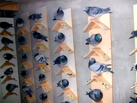 prin infiintarea federatiei romane de sport columbofil cursele de porumbei au devenit disciplina sportiva prin infiintarea federatiei romane de sport columbofil cursele de porumbei au devenit disciplina sportiva