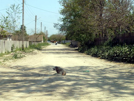 mai exista drumuri judetene de pamant safari pe dj 223 b galerie foto 61246 285125 mai exista drumuri judetene de pamant safari pe dj 223 b galerie foto 61246 285125