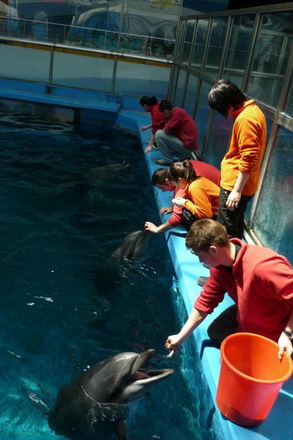 spectacolele de la delfinariu vor fi reluate de trei delfini din china galerie foto 11710 286171 spectacolele de la delfinariu vor fi reluate de trei delfini din china galerie foto 11710 286171