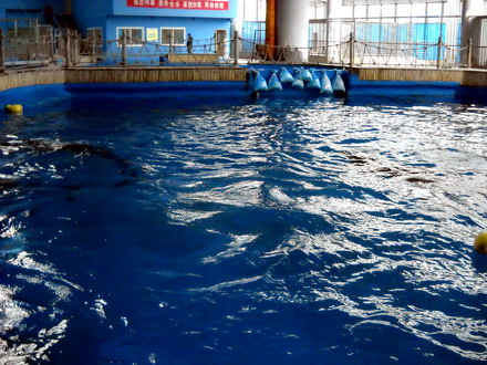 spectacolele de la delfinariu vor fi reluate de trei delfini din china galerie foto 11710 286171 spectacolele de la delfinariu vor fi reluate de trei delfini din china galerie foto 11710 286171