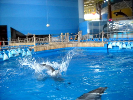 spectacolele de la delfinariu vor fi reluate de trei delfini din china galerie foto 11710 286171 spectacolele de la delfinariu vor fi reluate de trei delfini din china galerie foto 11710 286171