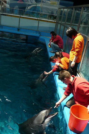 spectacolele de la delfinariu vor fi reluate de trei delfini din china galerie foto 11710 286171 spectacolele de la delfinariu vor fi reluate de trei delfini din china galerie foto 11710 286171