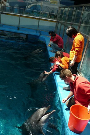 spectacolele de la delfinariu vor fi reluate de trei delfini din china galerie foto 11710 286171 spectacolele de la delfinariu vor fi reluate de trei delfini din china galerie foto 11710 286171