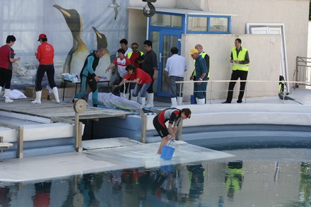 exclusivitate cum ii cheama pe delfini in limba romana ni ni fetita pei pei bebelus chen chen rasarit exclusivitate cum ii cheama pe delfini in limba romana ni ni fetita pei pei bebelus chen chen rasarit