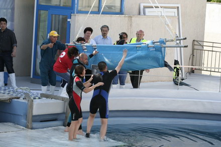 exclusivitate cum ii cheama pe delfini in limba romana ni ni fetita pei pei bebelus chen chen rasarit exclusivitate cum ii cheama pe delfini in limba romana ni ni fetita pei pei bebelus chen chen rasarit