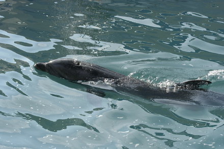 exclusivitate cum ii cheama pe delfini in limba romana ni ni fetita pei pei bebelus chen chen rasarit exclusivitate cum ii cheama pe delfini in limba romana ni ni fetita pei pei bebelus chen chen rasarit