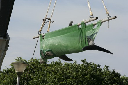 exclusivitate cum ii cheama pe delfini in limba romana ni ni fetita pei pei bebelus chen chen rasarit exclusivitate cum ii cheama pe delfini in limba romana ni ni fetita pei pei bebelus chen chen rasarit