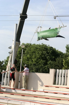 exclusivitate cum ii cheama pe delfini in limba romana ni ni fetita pei pei bebelus chen chen rasarit exclusivitate cum ii cheama pe delfini in limba romana ni ni fetita pei pei bebelus chen chen rasarit