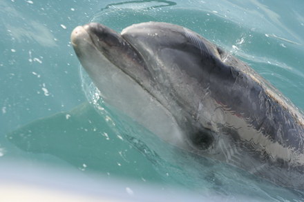 exclusivitate cum ii cheama pe delfini in limba romana ni ni fetita pei pei bebelus chen chen rasarit exclusivitate cum ii cheama pe delfini in limba romana ni ni fetita pei pei bebelus chen chen rasarit