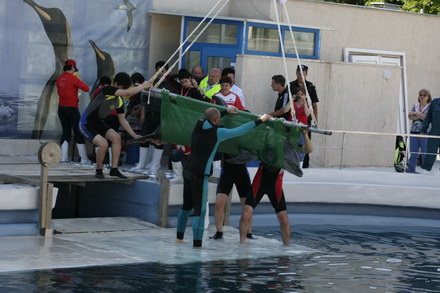 exclusivitate cum ii cheama pe delfini in limba romana ni ni fetita pei pei bebelus chen chen rasarit exclusivitate cum ii cheama pe delfini in limba romana ni ni fetita pei pei bebelus chen chen rasarit