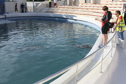 exclusivitate cum ii cheama pe delfini in limba romana ni ni fetita pei pei bebelus chen chen rasarit exclusivitate cum ii cheama pe delfini in limba romana ni ni fetita pei pei bebelus chen chen rasarit